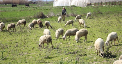 KOYUNLARINI HİÇBİR ŞEYE DEĞİŞMİYOR