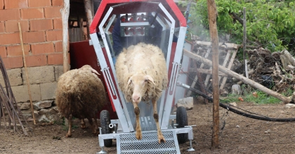 KÜÇÜKBAŞ HAYVANLAR MAKİNE İLE YIKANACAK