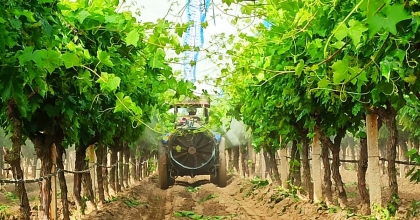 SARIGÖL OVASI'NIN BAĞLARINDA HUMMALI ÇALIŞMA