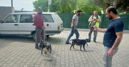 PİTBULL İLE OKLU KİRPİ AVLAYAN 6 KİŞİYE 138 BİN 198 LİRA PARA CEZASI