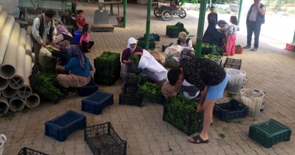 SARIGÖL'DE TAZE YAPRAK SEZONU BAŞLADI