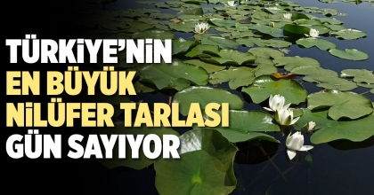  TÜRKİYE’NİN EN BÜYÜK NİLÜFER TARLASI GÜN SAYIYOR