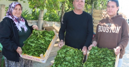 ÜZÜMDEN ÖNCE YAPRAĞI GELİR KAPISI OLDU