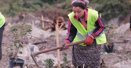 ALTIN DAMLAYAN SAKIZ AĞACI KADINLARIN GELİR KAPISI