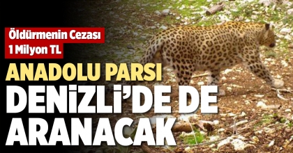 ANADOLU PARSI DENİZLİ’DE DE ARANACAK   