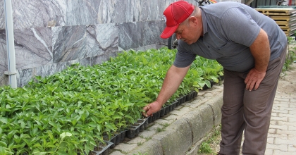 FİDE SATIŞLARI ARTTI  