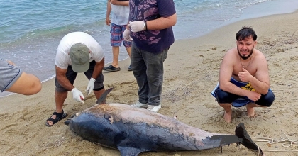 İKİ YUNUS KARAYA VURDU