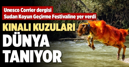 KINALI KUZULARI DÜNYA TANIYOR