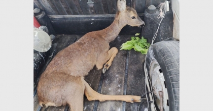 YARALI KARACAYI JANDARMA KURTARDI