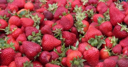 MEŞHUR EMİRALEM ÇİLEKLERİNDE HASAT ZAMANI