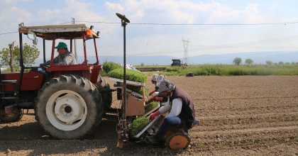 BELEDİYE PERSONELİ DOMATES DİKTİ