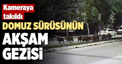 DOMUZ SÜRÜSÜNÜN AKŞAM GEZİSİ