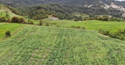 620 BİN KÖK YASADIŞI HAŞHAŞ EKMİŞLER