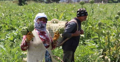 AYDIN’DA ENGİNAR HASADINDA SONA YAKLAŞILDI 