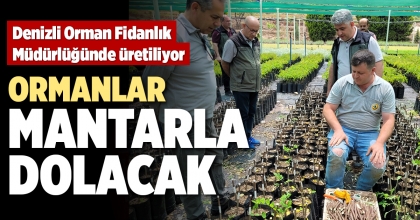 ORMANLAR MANTARLA DOLACAK