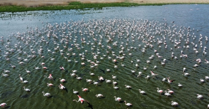 FLAMİNGOLAR GÖÇ YOLUNDA DRONELA GÖRÜNTÜLENDİ