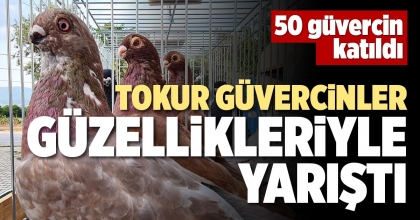 TOKUR GÜVERCİNLER GÜZELLİKLERİYLE YARIŞTI