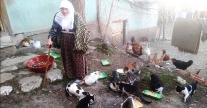 SOKAK KEDİLERİ ÖKSÜZ KALDI
