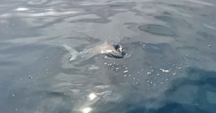 AMATÖR BALIKÇININ KÖPEK BALIĞI KÂBUSU 