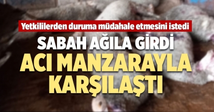 SABAH AĞILA GİRDİ, ACI MANZARAYLA KARŞILAŞTI