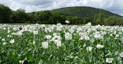 HİSARCIK’TA BEYAZA BÜRÜNEN HAŞHAŞ TARLALARI GÖRSEL ŞÖLEN SUNUYOR  