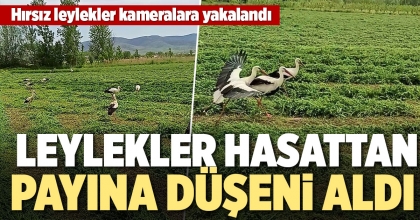 LEYLEKLER HASATTAN PAYINA DÜŞENİ ALDI