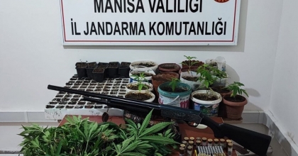 EVİNE 403 KÖK KENEVİR EKMİŞ