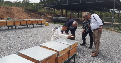 ANA ARI ÜRETİM MERKEZİNDE ÜRETİLEN ARILAR TESLİME HAZIR
