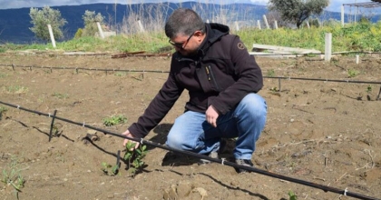 ÇİFTÇİLER 'SÜPER MEYVE ARONİA’DAN UMUTLU 