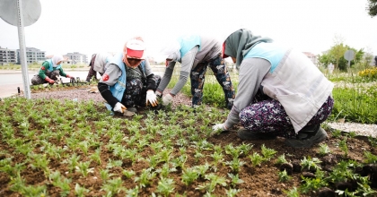 MEVSİMLİK ÇİÇEKLER MERKEZEFENDİ’Yİ RENKLENDİRECEK