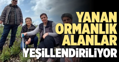 YANAN ORMANLIK ALANLAR YEŞİLLENDİRİLİYOR 