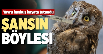 YARALI BAYKUŞ ONUN SAYESİNDE KURTULDU