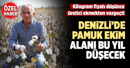 DENİZLİ’DE PAMUK EKİM ALANI BU YIL DÜŞECEK