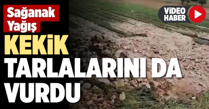SAĞANAK YAĞIŞ KEKİK TARLALARINI DA VURDU 