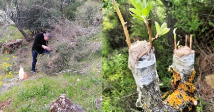 YABANİ ARMUTLAR AŞILANDI
