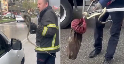 SAKSININ İÇİNDEN YILAN ÇIKTI