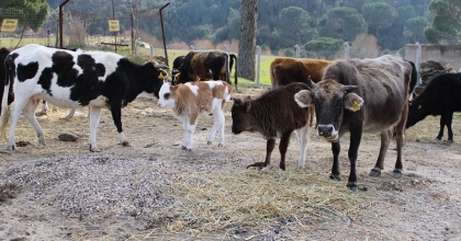 ASKERİ ALAN YANGINDAN İNEKLERLE KORUNUYOR