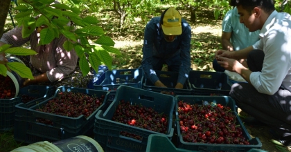KİRAZ HASADI BAŞLADI
