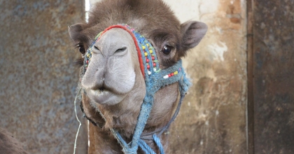 KURBANLIK DEVELER YOK SATIYOR