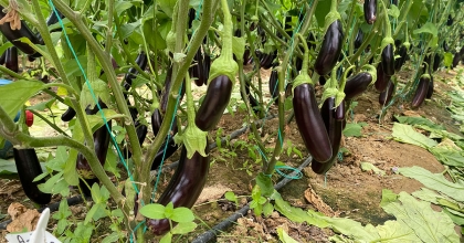 7 TÜRDE 50 ÇEŞİT TOHUMU 16 ÜLKEYE İHRAÇ EDİYOR