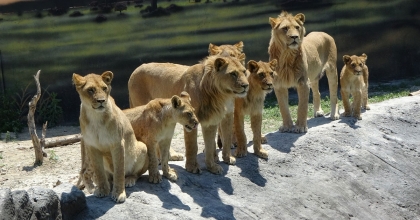 AFRİKA ASLANI SULTAN 6 YAVRU BİRDEN DÜNYAYA GETİRDİ