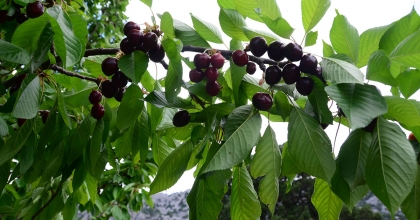 ANTALYA'DA AŞIRI YAĞIŞ KİRAZI DALINDA BIRAKTI