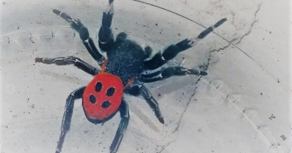 ZEHİRLİ ÖRÜMCEK GÖRÜLDÜ