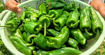 EMCELLİ BİBERİNDE HASAT BAŞLADI