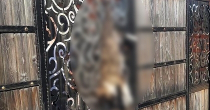 ASILI BULUNAN KÖPEKLE İLGİLİ AÇIKLAMA