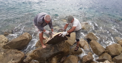 CARETTA CARETTA CİNSİ DENİZ KAPLUMBAĞASI KIYIYA VURDU