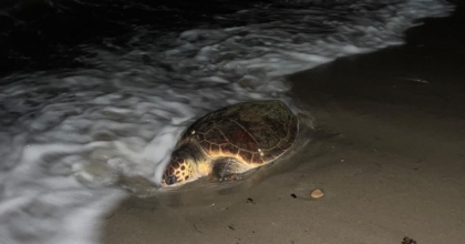 CARETTA CARETTA ÖLÜ BULUNDU