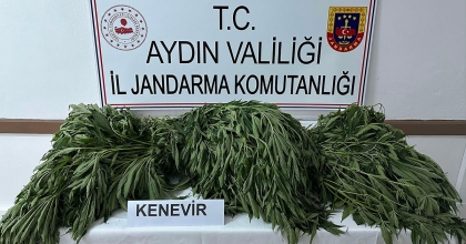 AYDIN'DA 90 KÖK KENEVİR ELE GEÇİRİLDİ