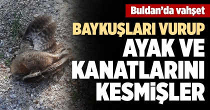 BAYKUŞLARI VURUP AYAK VE KANATLARINI KESMİŞLER
