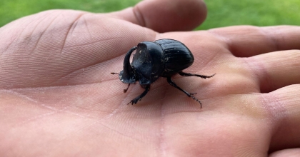 DÜNYANIN EN GÜÇLÜ BÖCEĞİ GÖRÜLDÜ